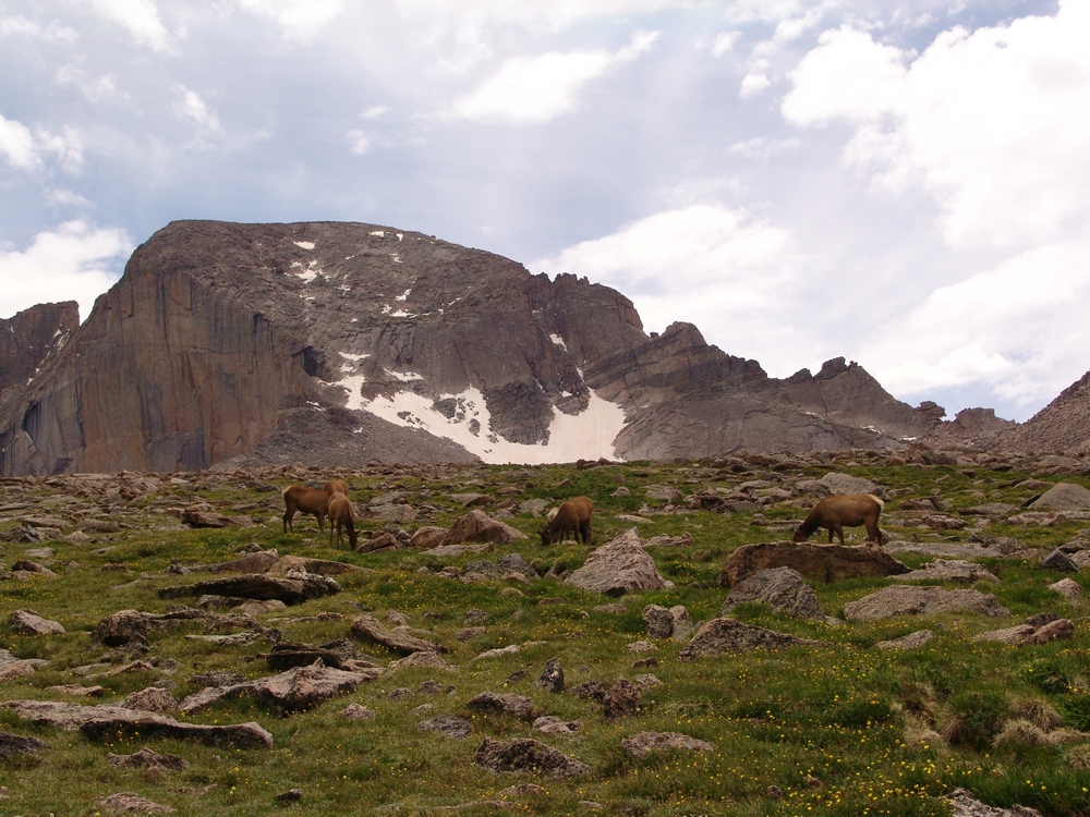 Longs Peak Elk 4